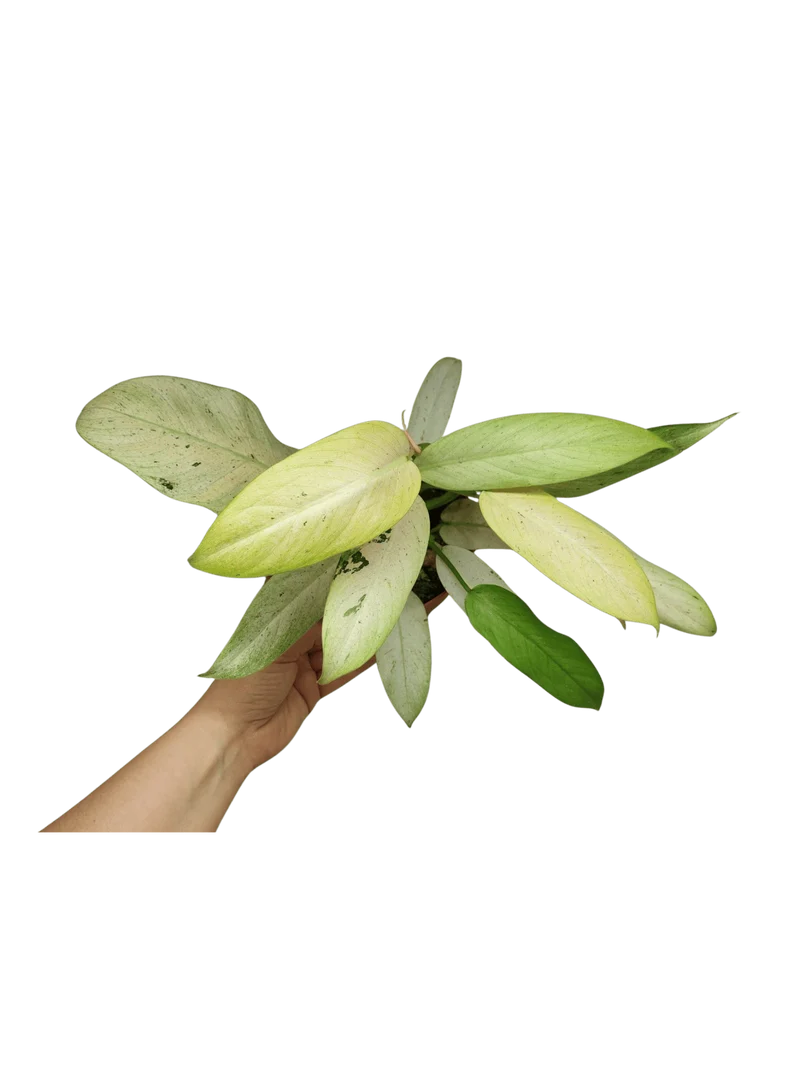 Philodendron Whipple Way