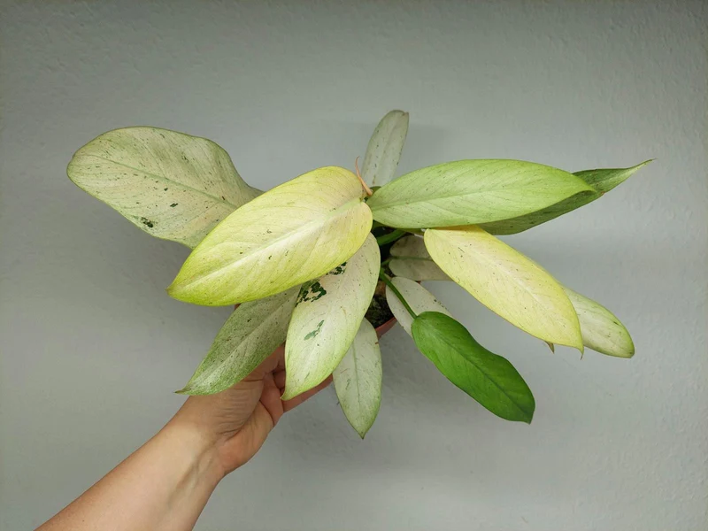 Philodendron Whipple Way