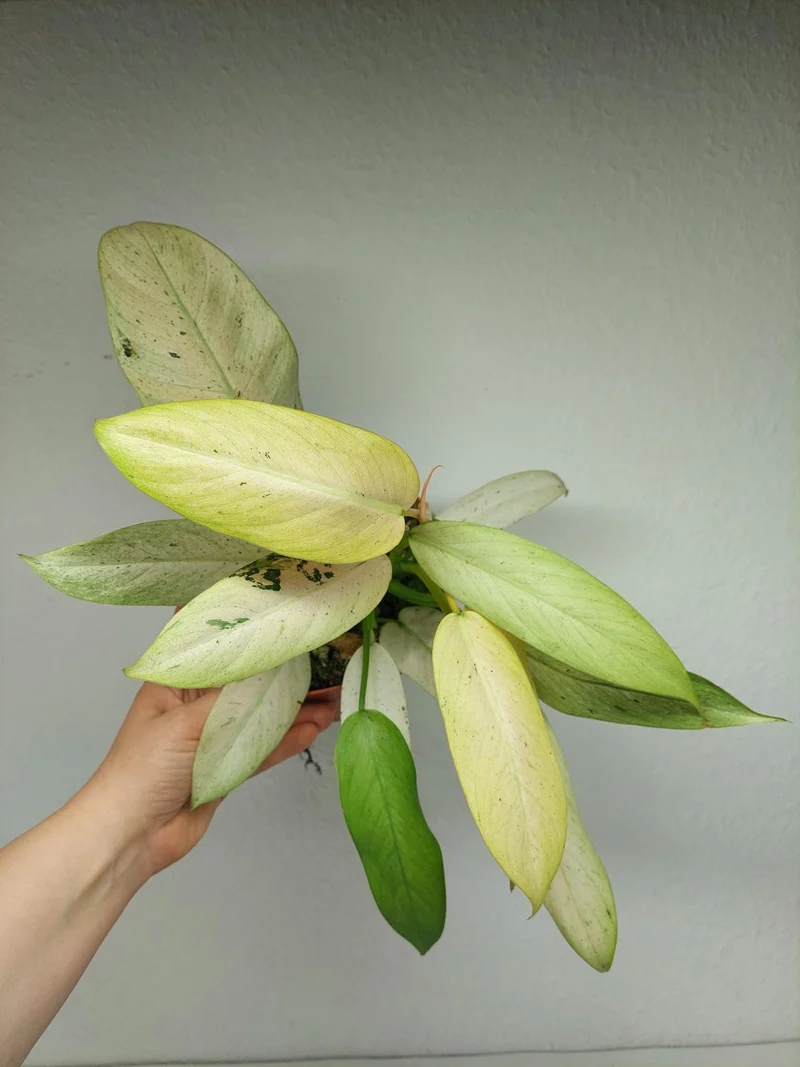 Philodendron Whipple Way