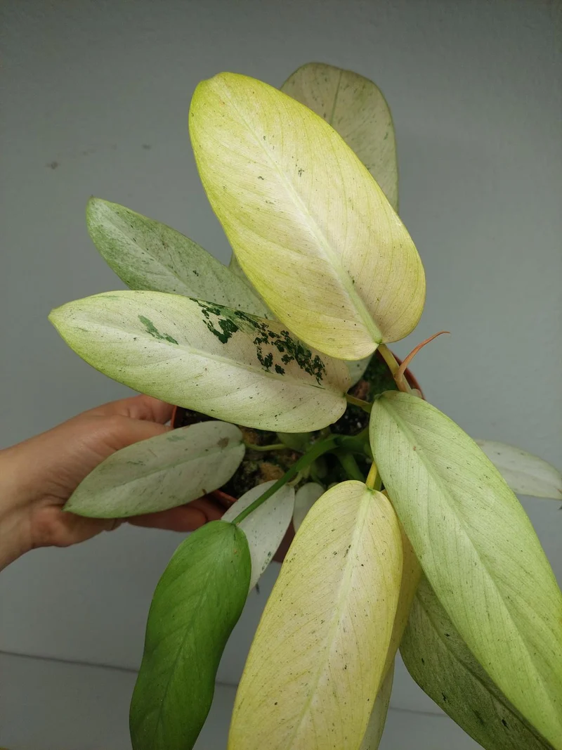 Philodendron Whipple Way