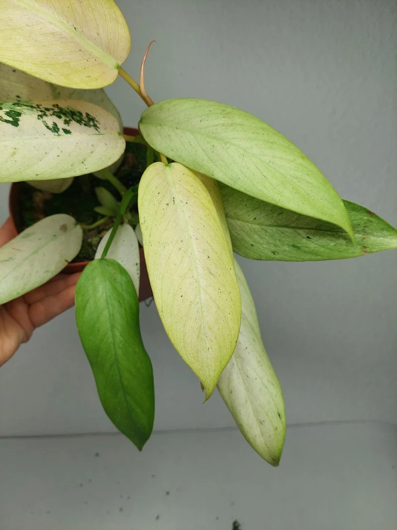 Philodendron Whipple Way