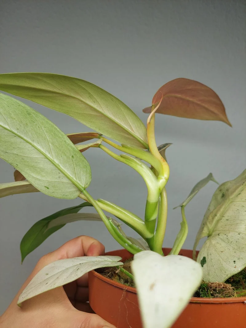 Philodendron Whipple Way