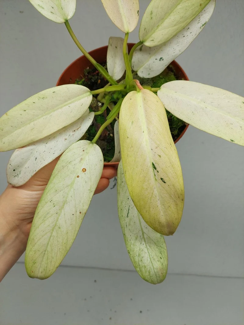 Philodendron Whipple Way