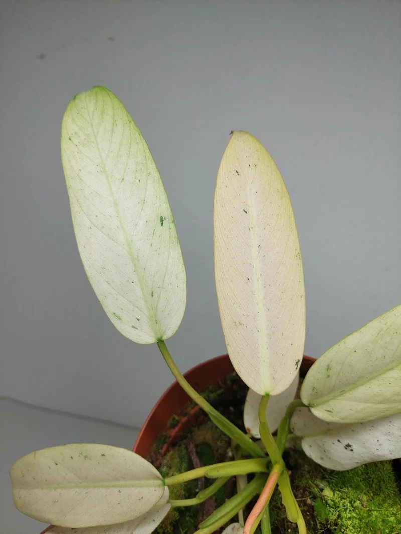 Philodendron Whipple Way