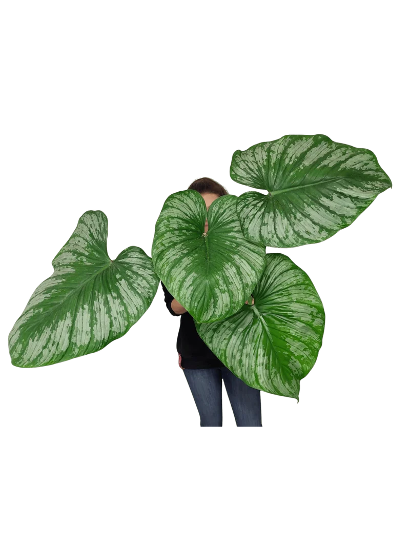 Philodendron Mamei XXL