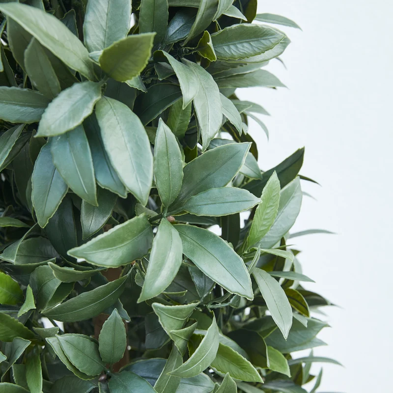 Künstlicher Lorbeerbaum – Alarion | 150 cm