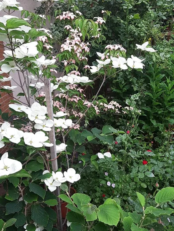 Chinesischer Blumenhartriegel - Topf/Containerpflanzen