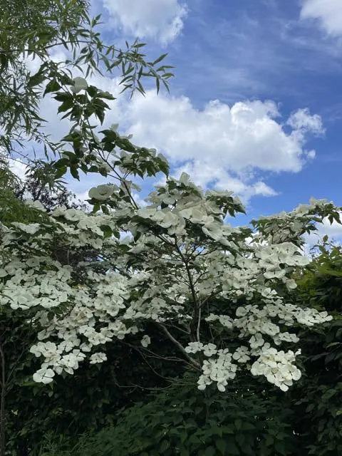 Chinesischer Blumenhartriegel - Topf/Containerpflanzen