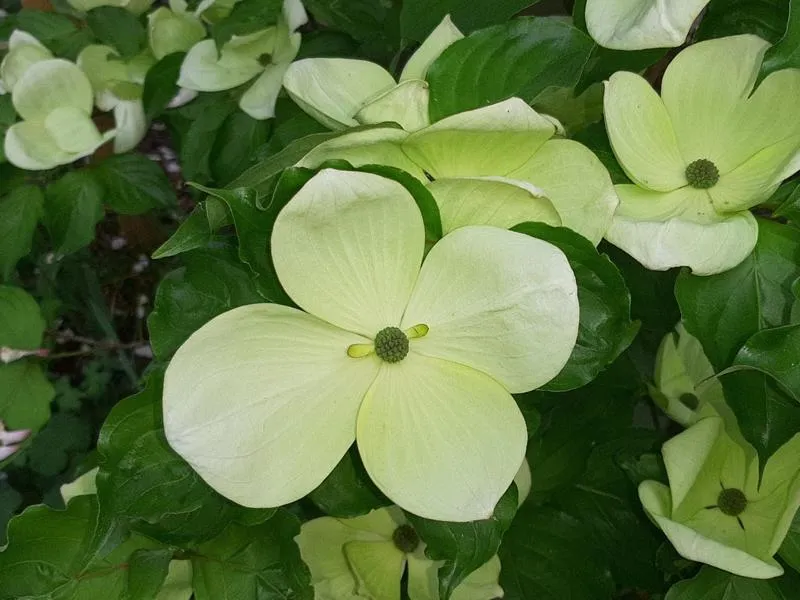 Chinesischer Blumenhartriegel - Topf/Containerpflanzen