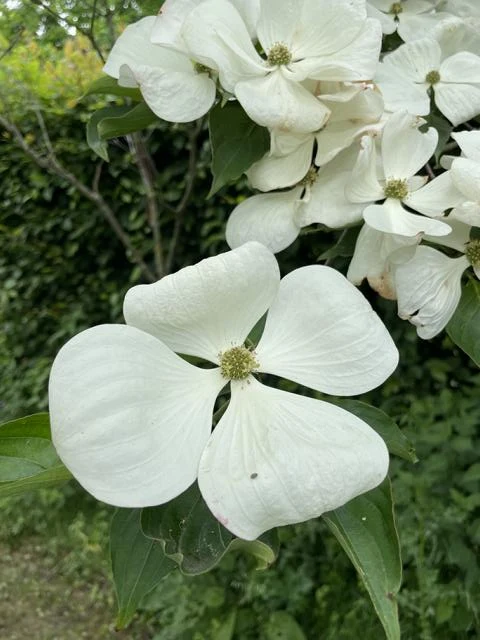 Chinesischer Blumenhartriegel - Topf/Containerpflanzen