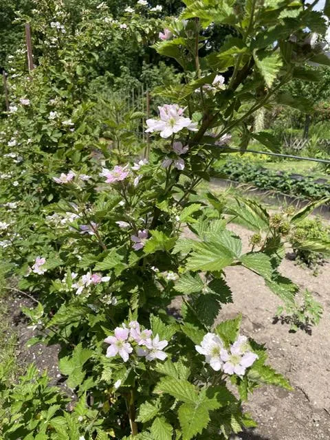 Brombeere - Topf/Containerpflanzen