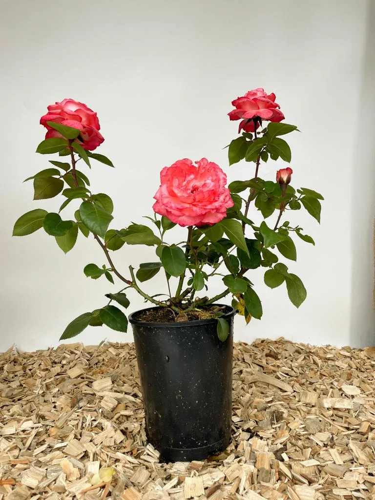 Edelrose 'Aachener Dom'®
