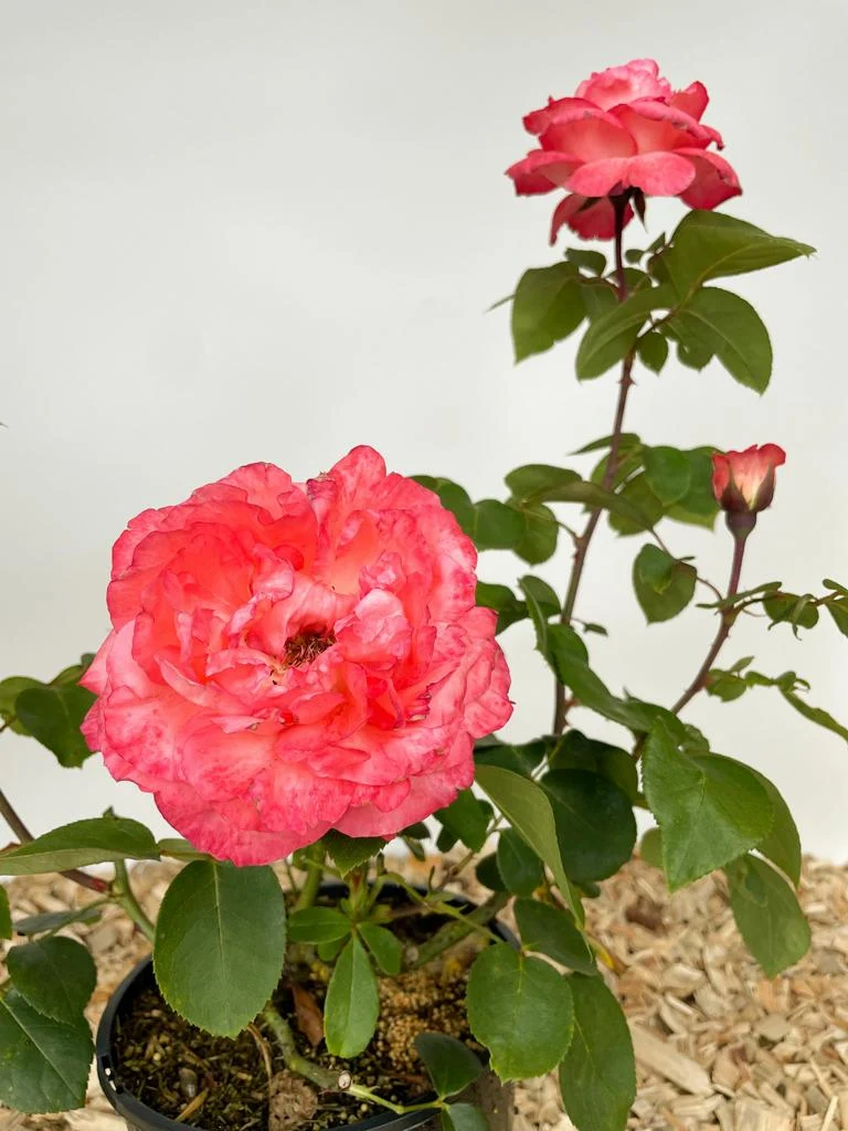 Edelrose 'Aachener Dom'®