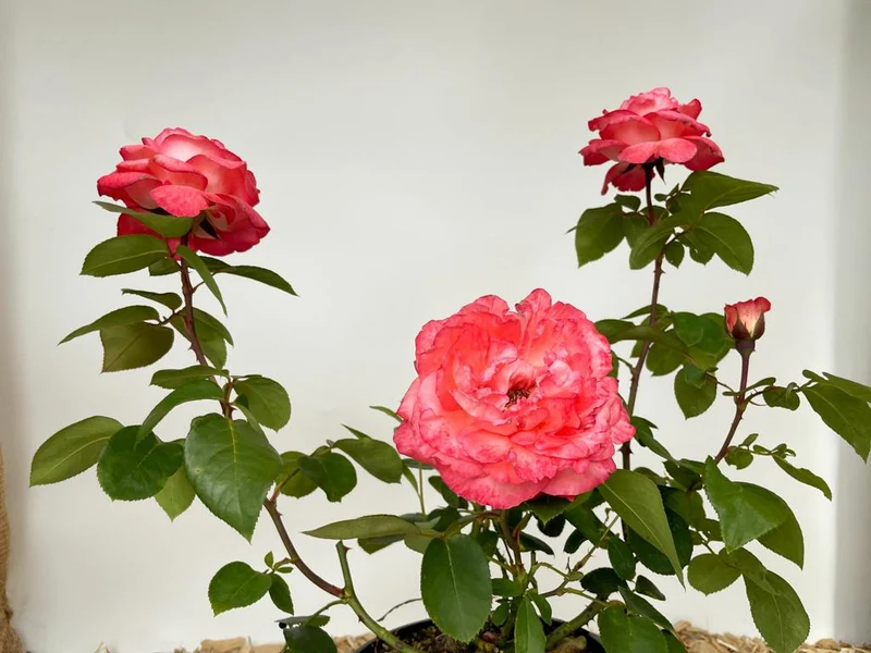 Edelrose 'Aachener Dom'®