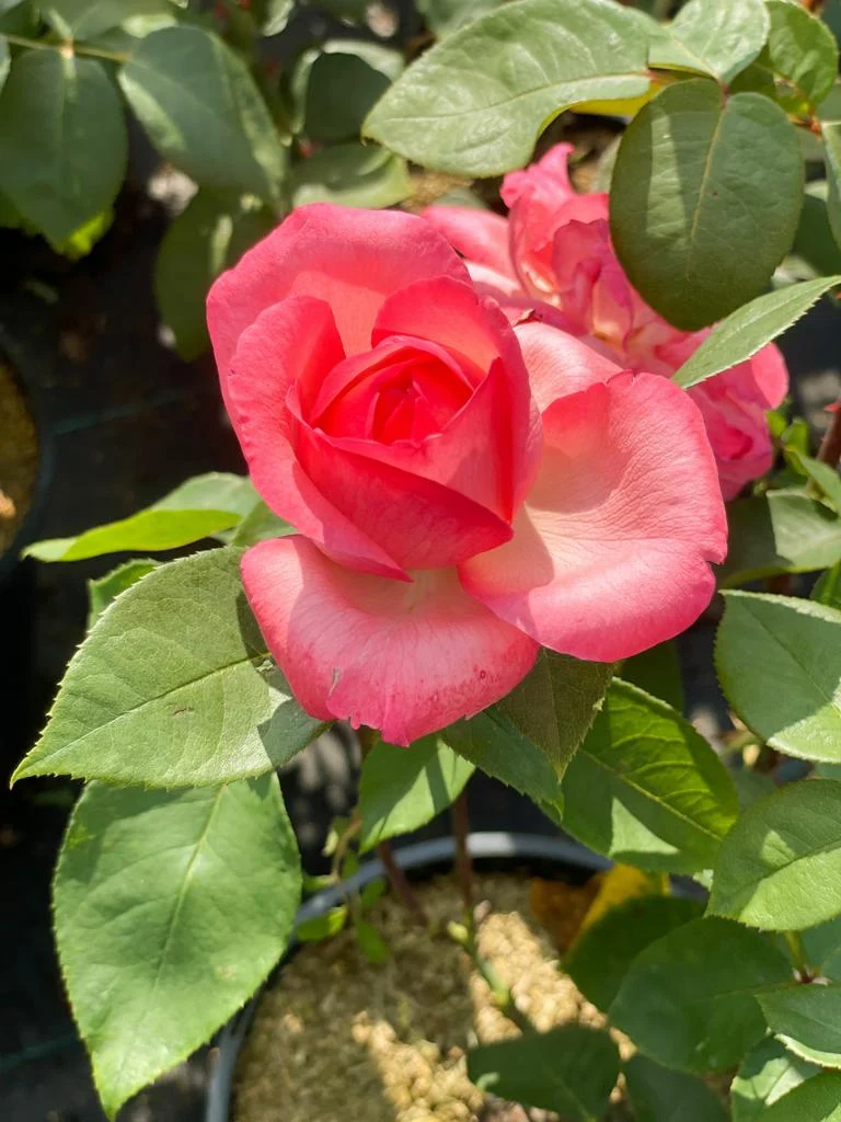 Edelrose 'Aachener Dom'®