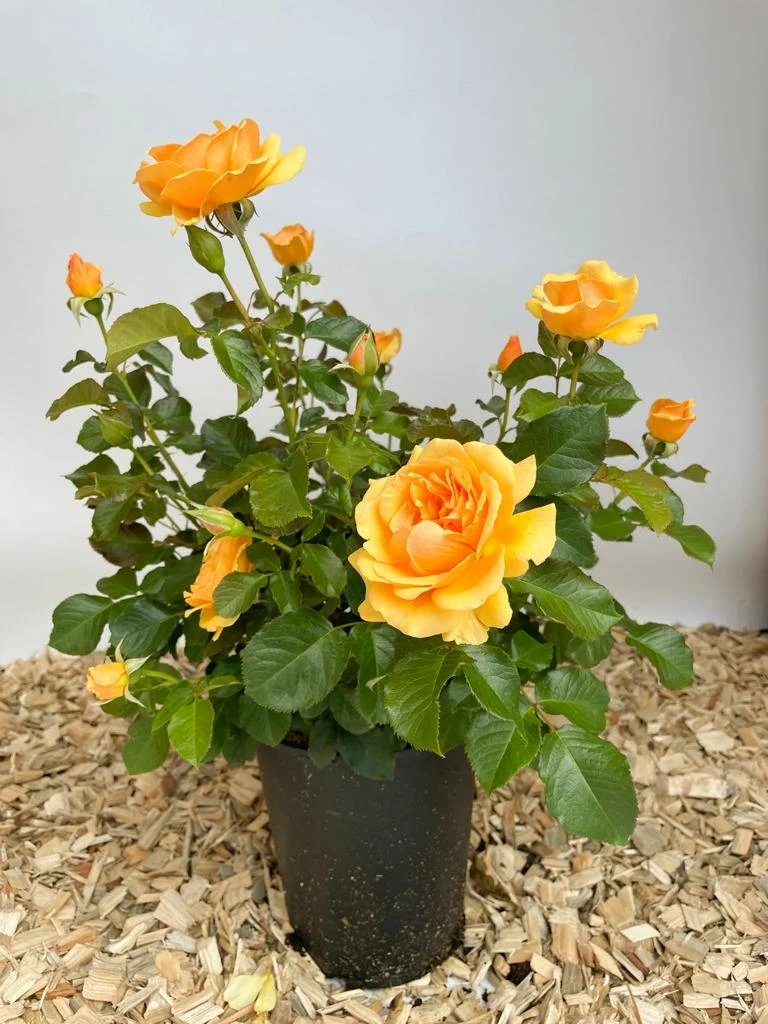 Beetrose 'Amber Queen'®