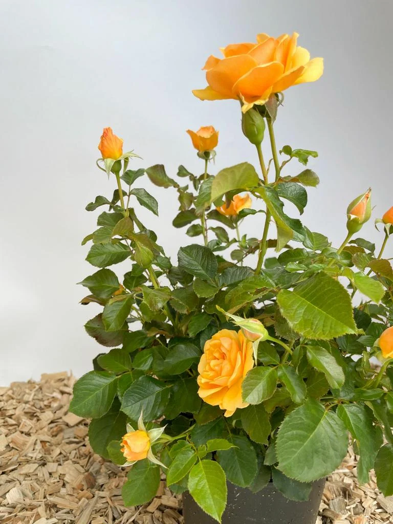 Beetrose 'Amber Queen'®