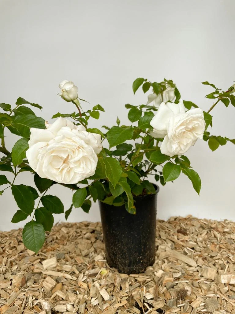 Edelrose 'Annapurna'®