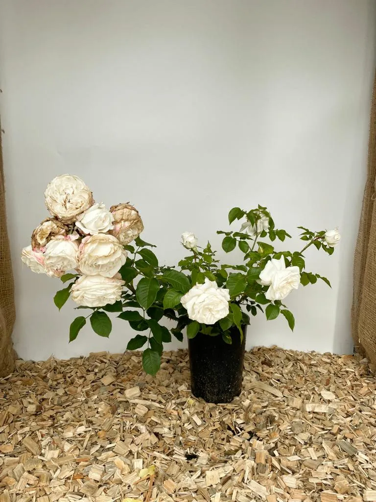 Edelrose 'Annapurna'®