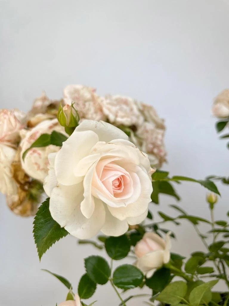 Bodendeckerrose 'Aspirin'®