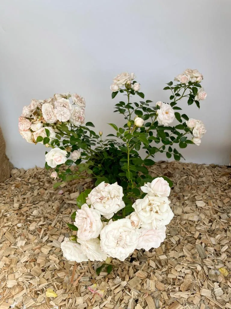 Bodendeckerrose 'Aspirin'®