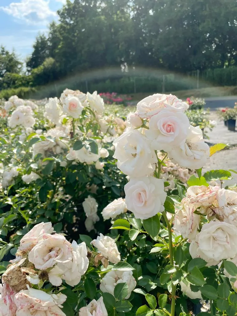 Bodendeckerrose 'Aspirin'®
