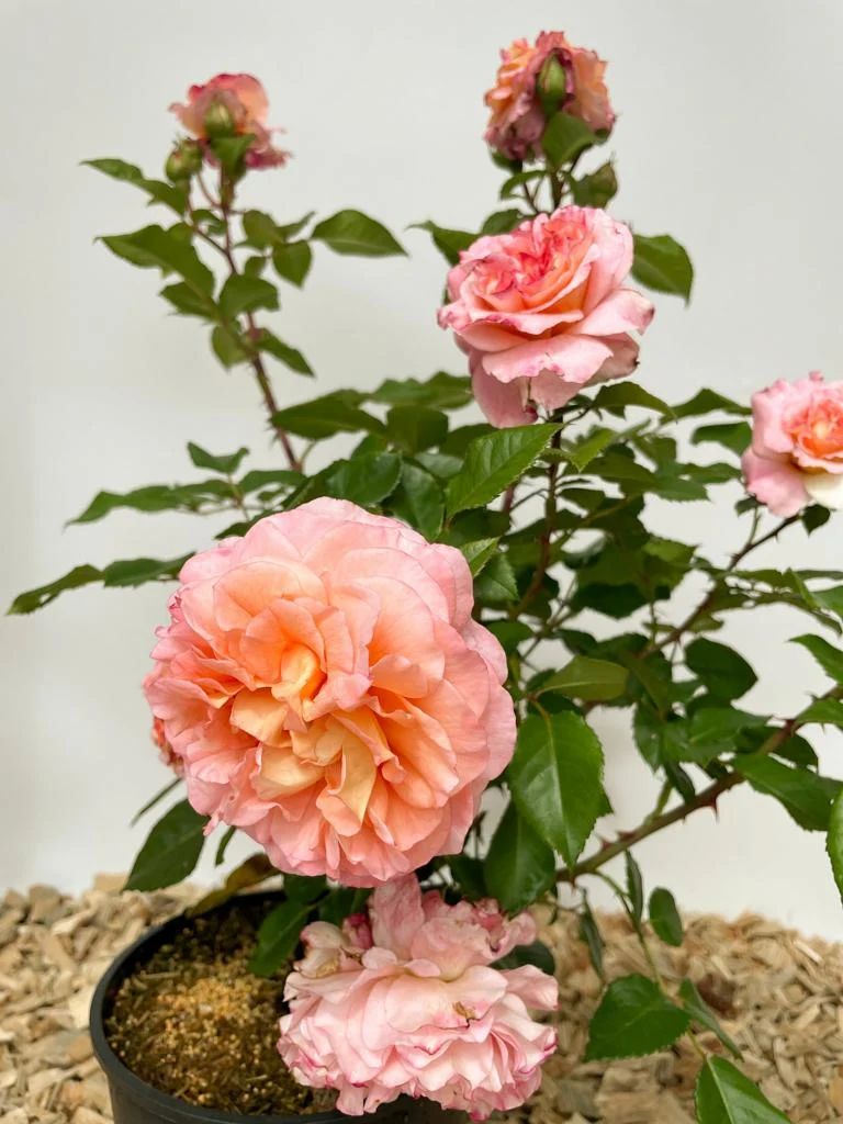 Edelrose 'Augusta Luise'®
