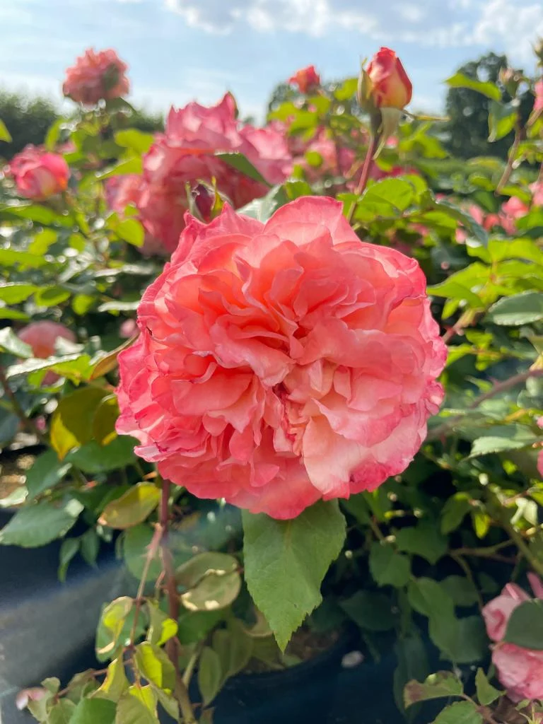 Edelrose 'Augusta Luise'®