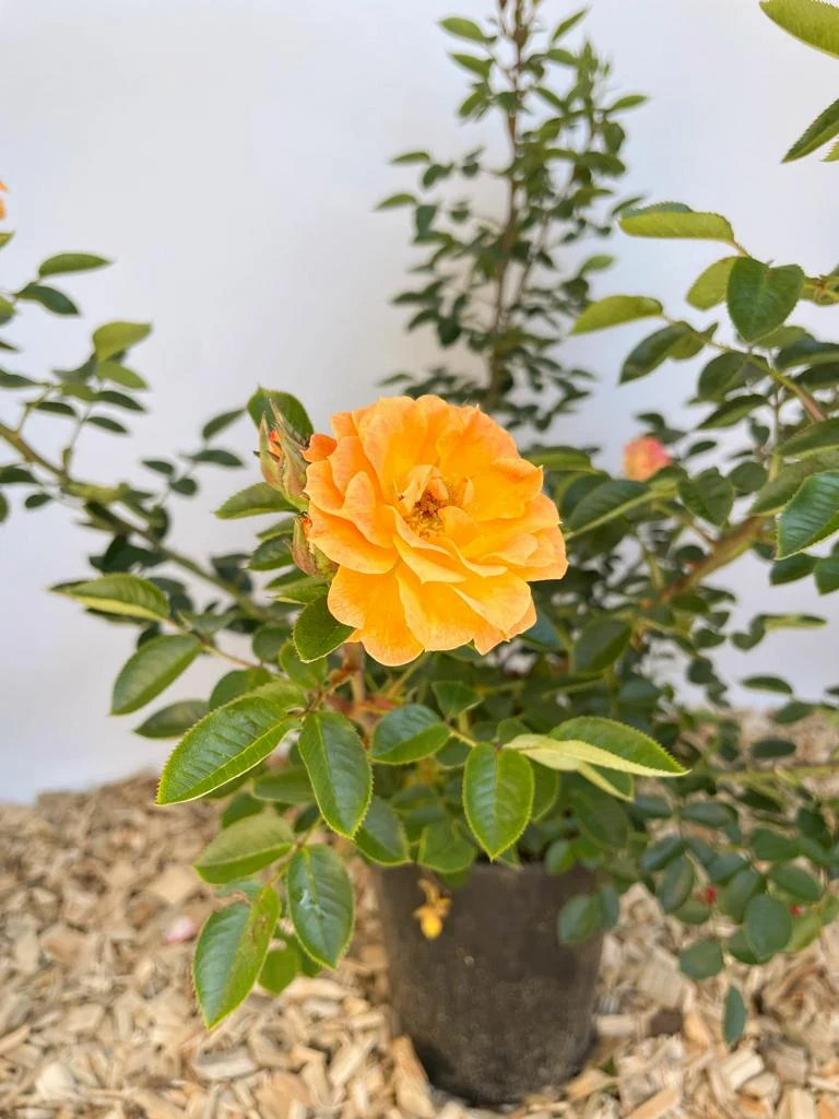 Bodendeckerrose 'Bessy'®