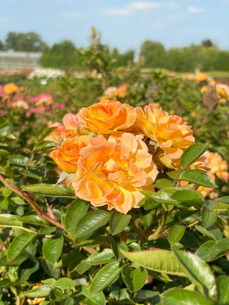 Bodendeckerrose 'Bessy'®