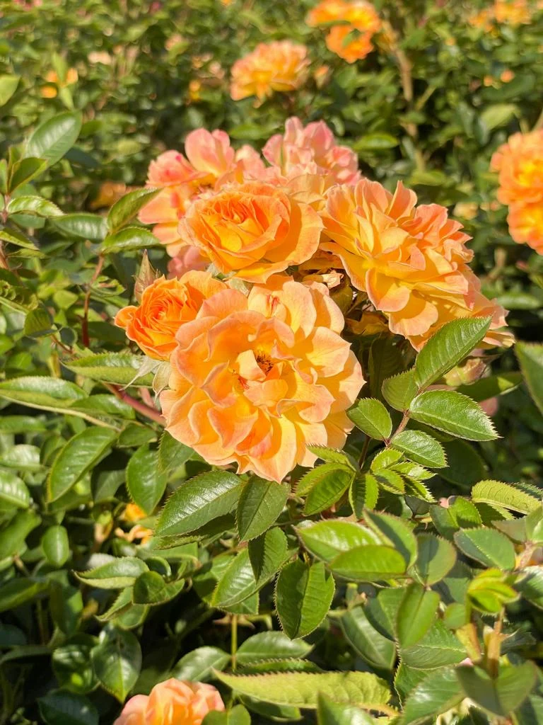 Bodendeckerrose 'Bessy'®