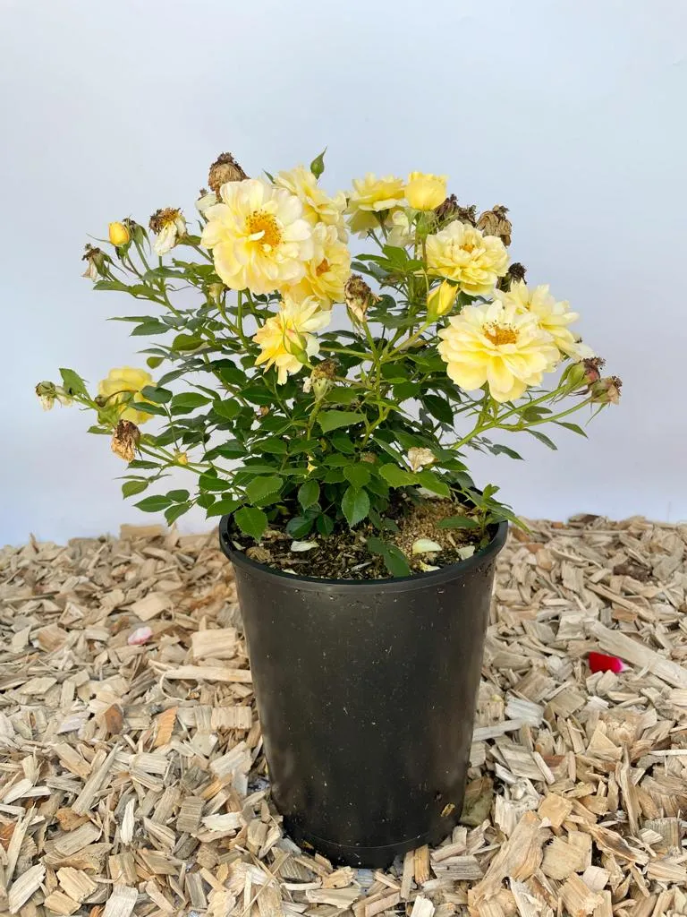 Bodendeckerrose 'Bienenweide'® Gelb