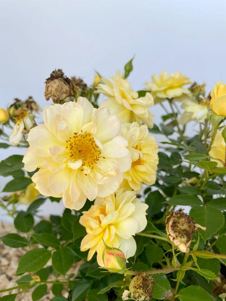 Bodendeckerrose 'Bienenweide'® Gelb