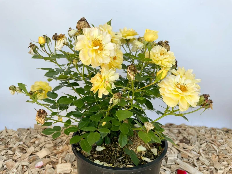 Bodendeckerrose 'Bienenweide'® Gelb