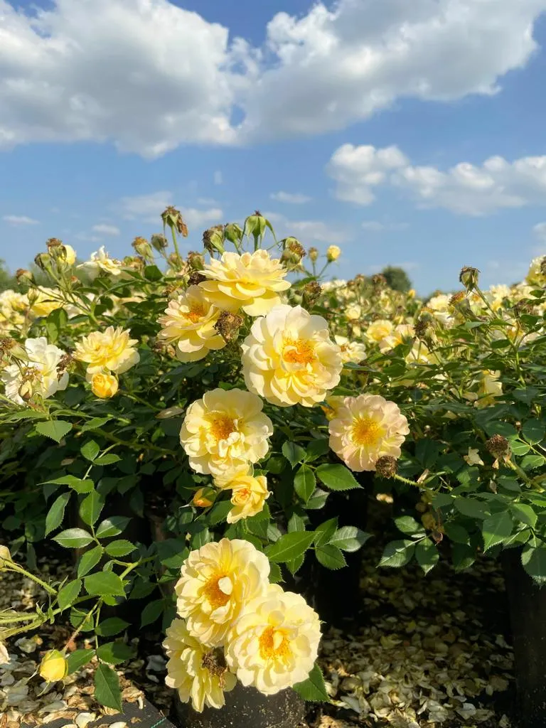 Bodendeckerrose 'Bienenweide'® Gelb