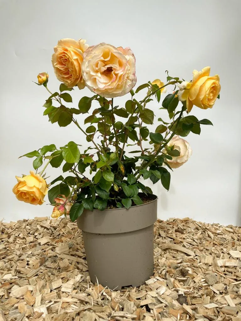 Edelrose 'Candlelight'®