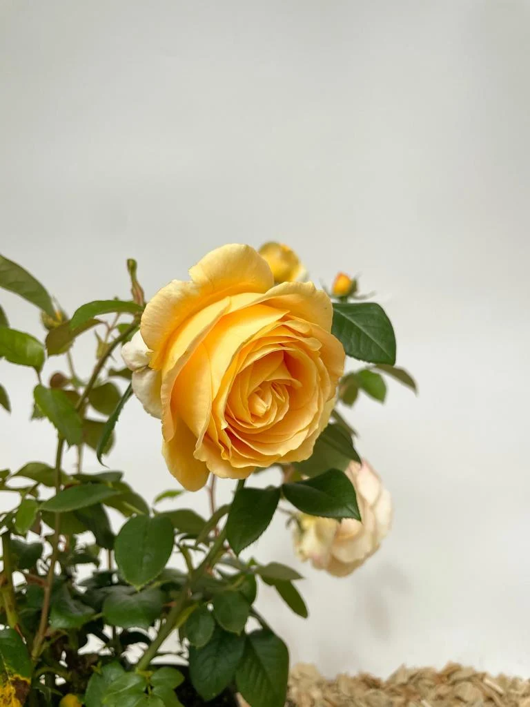 Edelrose 'Candlelight'®