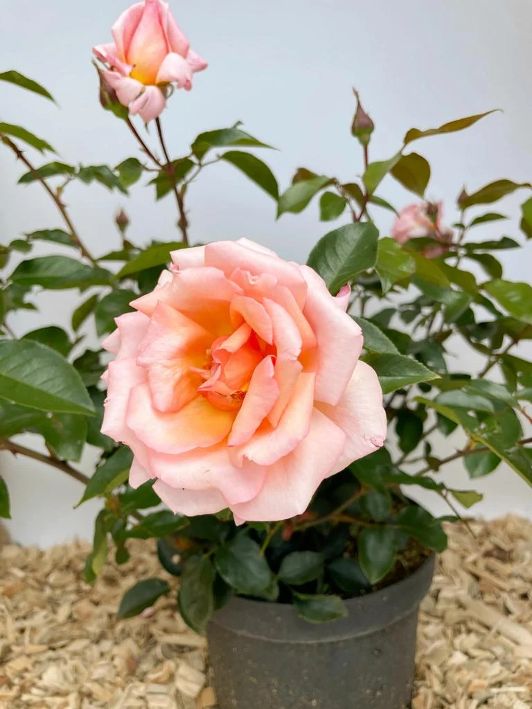 Kletterrose 'Compassion'®