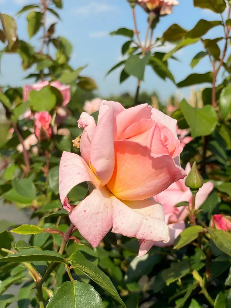 Kletterrose 'Compassion'®