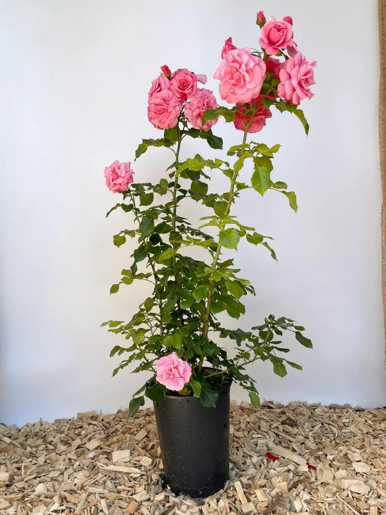 Strauchrose 'Dornröschenschloss Sababurg'®