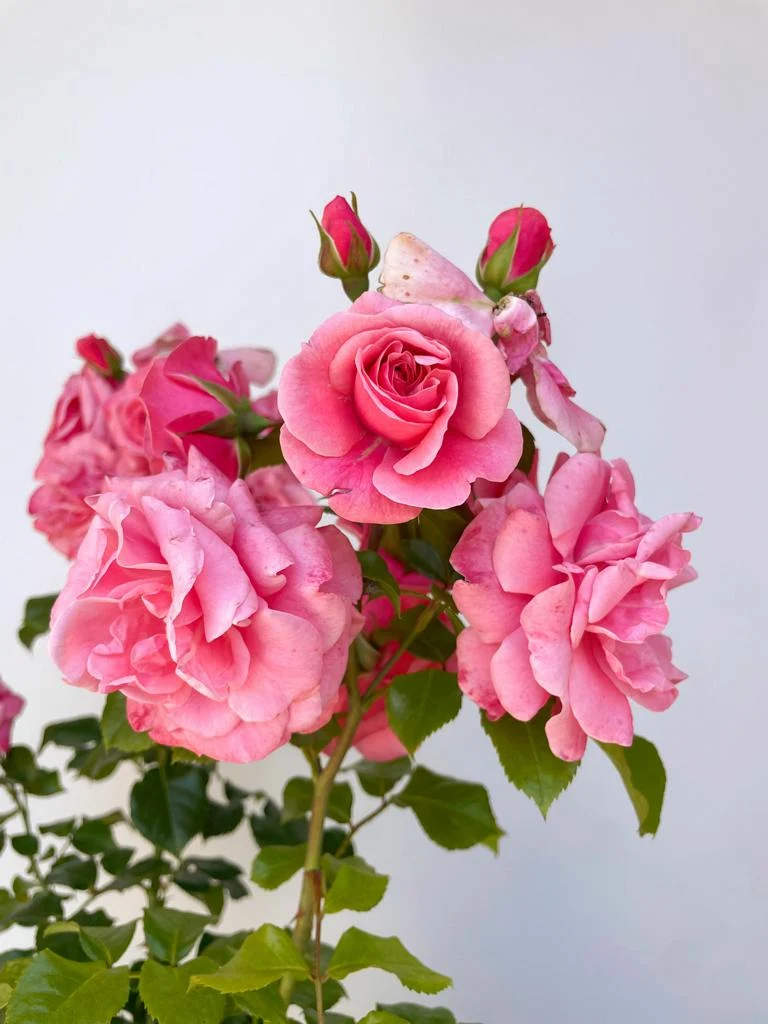 Strauchrose 'Dornröschenschloss Sababurg'®