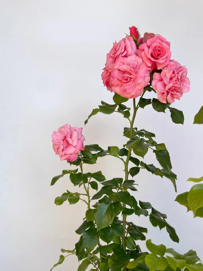 Strauchrose 'Dornröschenschloss Sababurg'®