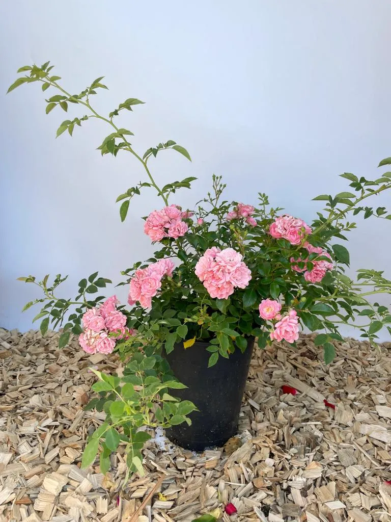 Bodendeckerrose 'The Fairy'®
