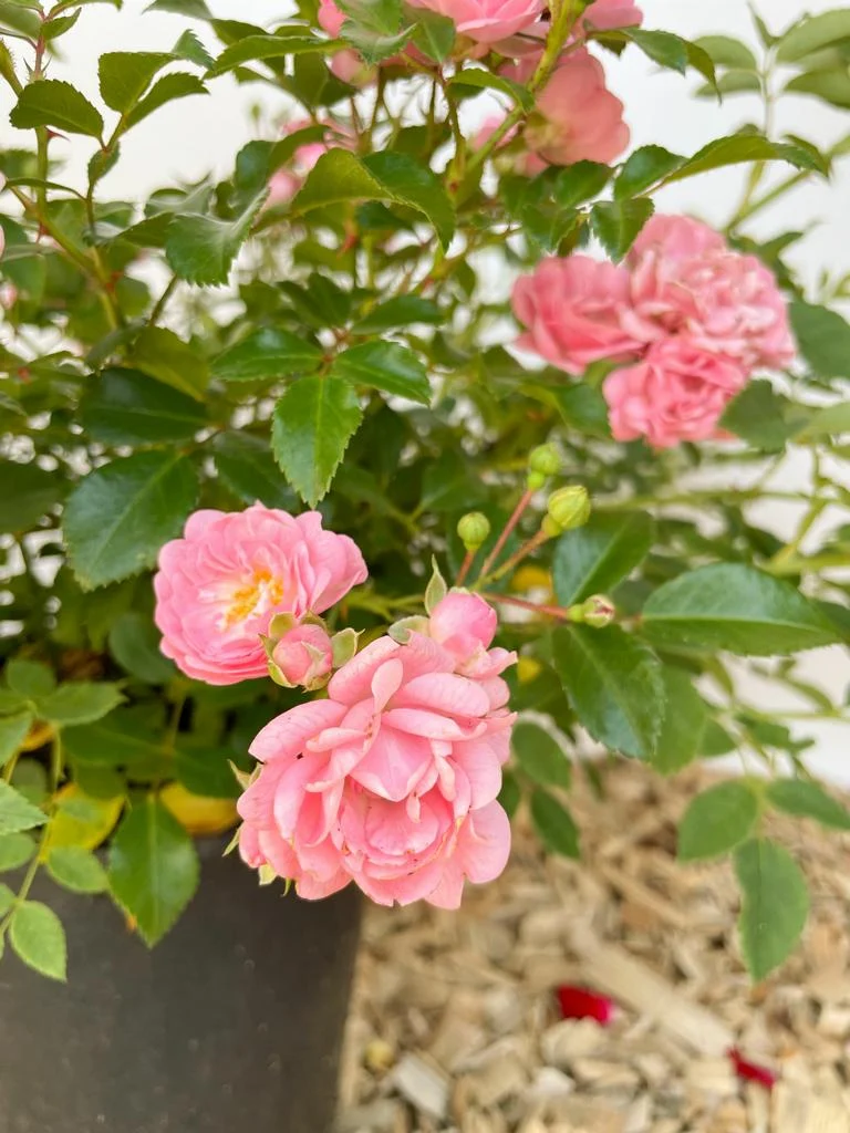 Bodendeckerrose 'The Fairy'®