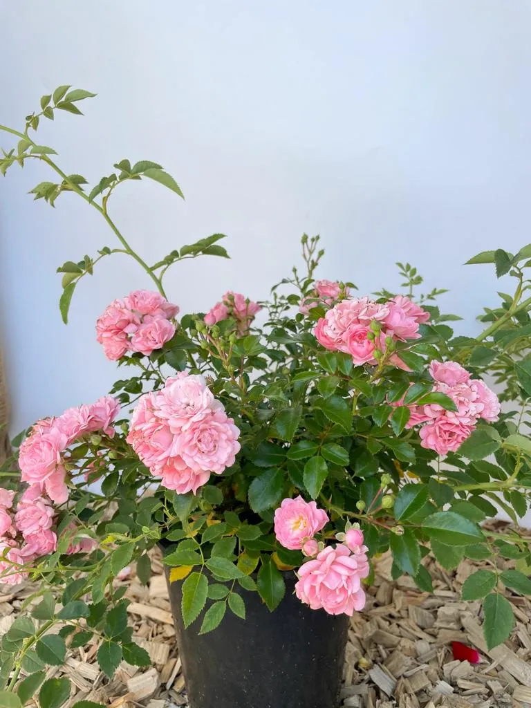 Bodendeckerrose 'The Fairy'®