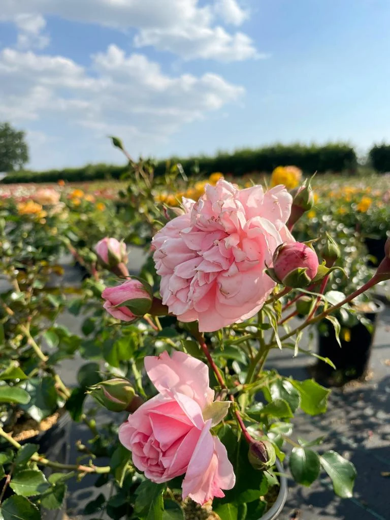 Bodendeckerrose 'The Fairy'®
