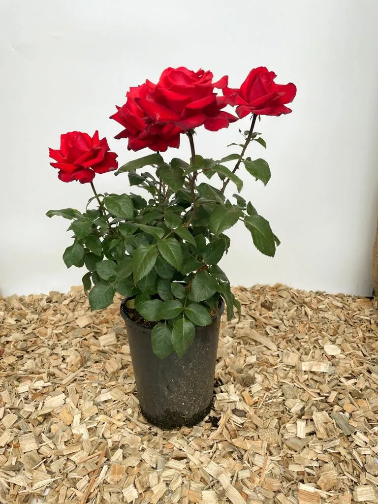 Edelrose 'Grande Amore'®