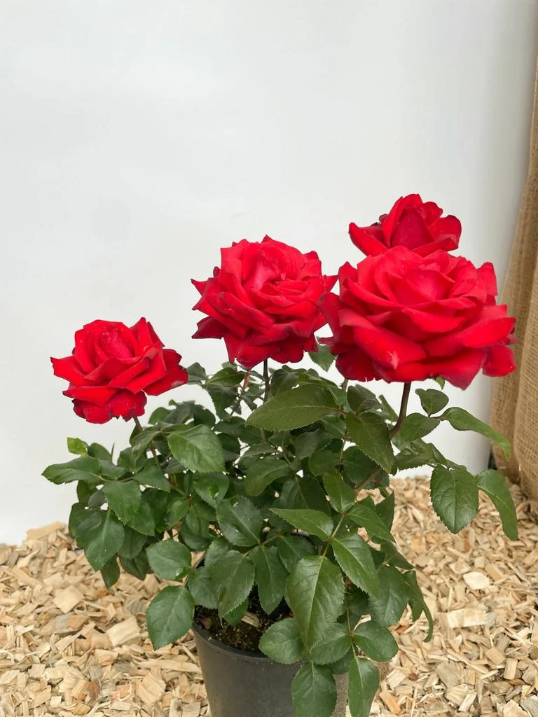 Edelrose 'Grande Amore'®