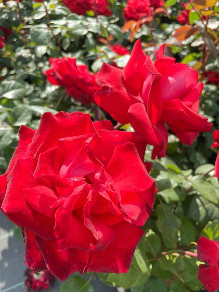 Edelrose 'Grande Amore'®