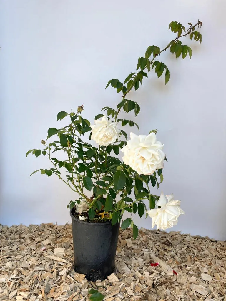 Kletterrose 'Ilse Krohn Superior'®